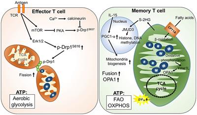 Mitochondrial Control and Guidance of Cellular Activities of T Cells